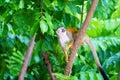 Common Squirrel Monkey & x28;Saimiri sciureus& x29; stops to surbey it& x27;s surroundings,  in Manuel Antonio, Costa Rica Royalty Free Stock Photo