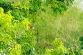 Common Squirrel Monkey (Saimiri sciureus) surrounded by the green of the Costa Rican jungle Royalty Free Stock Photo