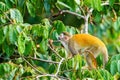 Common Squirrel Monkey (Saimiri sciureus) in tree top taken in Manuel Antonio, Costa Rica Royalty Free Stock Photo
