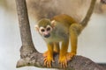 Common squirrel monkey, Saimiri sciureus on tree in zoo Royalty Free Stock Photo