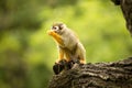 Common squirrel monkey, Saimiri sciureus is very moving primate Royalty Free Stock Photo