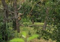 Common squirrel monkey on tree Royalty Free Stock Photo