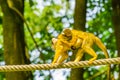 Common squirrel monkey walking over a rope with a baby on her back, small primate specie from the Amazon basin of America Royalty Free Stock Photo