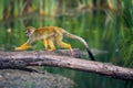 Common squirrel monkey walking on a tree branch above water Royalty Free Stock Photo