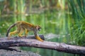 Common squirrel monkey walking on a tree branch above water Royalty Free Stock Photo