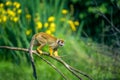 Common squirrel monkey walking on a tree branch Royalty Free Stock Photo