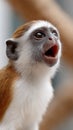 A common squirrel monkey with a white face and brown fur is making a loud noise Royalty Free Stock Photo