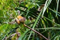 Common Squirrel Monkey & x28;Saimiri sciureus& x29; in dense Costa Rica jungle Royalty Free Stock Photo