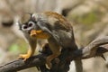 Common squirrel monkey (Saimiri sciureus). Royalty Free Stock Photo