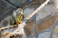 Common squirrel monkey at the zoo. Saimiri sciureus Royalty Free Stock Photo