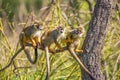 Common squirrel monkeys on a tree branch Royalty Free Stock Photo