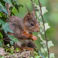 Common squirrel perched on a tree trunk surrounded by lush green ivy Royalty Free Stock Photo