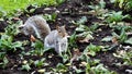 A Common Squirrel Searches Fearlessly For Food Royalty Free Stock Photo