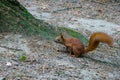 Common squirrel sitting on the ground among the leaves near the tree and looking for food, small wild animals 1 Royalty Free Stock Photo