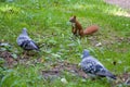 Common squirrel sitting on the ground among the leaves near the tree and looking for food, small wild animals 4 Royalty Free Stock Photo