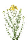 Common St. Johnswort Royalty Free Stock Photo