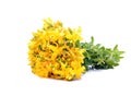 Common St. Johnswort flower Royalty Free Stock Photo