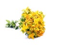Common St. Johnswort flower Royalty Free Stock Photo