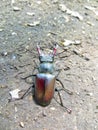 Common stag beetle (Lucanus cervus) Royalty Free Stock Photo