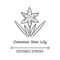 Common star lily linear icon. Thin line illustration. Blooming wildflower. Spring blossom. Toxicoscordion fremontii