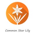 Common star lily orange flat design long shadow glyph icon. Blooming wildflower. Spring blossom. Toxicoscordion