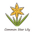 Common star lily yellow color icon. Blooming wildflower. Spring blossom. Toxicoscordion fremontii plant inflorescence