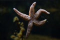 Common starfish (Asterias rubens) Royalty Free Stock Photo