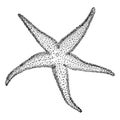 Starfish, vintage illustration