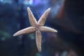 Common starfish or sea star with five arms walking on glass with