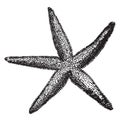 Common Starfish, vintage illustration