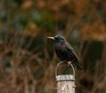 Common Starling