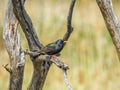 Beautiful Australian Common starling bird Royalty Free Stock Photo