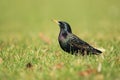 Common starling