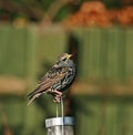 Common Starling