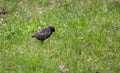 Common starling - adult bird in spring on green grass Royalty Free Stock Photo