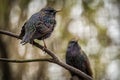 common starling bird on the banch in nature Royalty Free Stock Photo