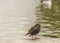 Common starling bird Royalty Free Stock Photo