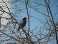 Common Starling Bird Perched Atop a Branch on a Sunny Day