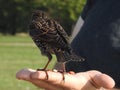 Common starling bird is standing on human hand Royalty Free Stock Photo