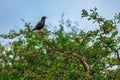 Common starling bird standing on a tree branch Royalty Free Stock Photo