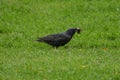 Common Starling bird Sturnus vulgaris eating grubs Royalty Free Stock Photo