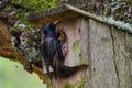 Common starling bird, Sturnus vulgaris feeds baby birds Royalty Free Stock Photo