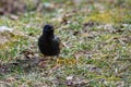 Common starling bird Sturnus vulgaris on green grass. Royalty Free Stock Photo