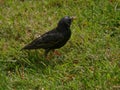 Common starling bird Sturnus vulgaris walking on grass Royalty Free Stock Photo
