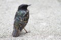 Common Starling Royalty Free Stock Photo
