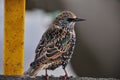 Common Starling captured in the city of Amsterdam