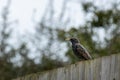 Common starling on the edge of a fence