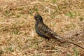 Common Starling or European Starling Sturnus vulgaris. Bird looks out for prey in dry grass in early spring