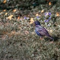 Common starling  european starlingSturnus vulgaris on grasses in Lausanne, Switzerland. Royalty Free Stock Photo