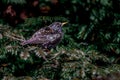 Common starling  european starlingSturnus vulgaris perching on trees in Lausanne, Switzerland. Royalty Free Stock Photo